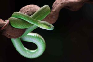 Paradise Tree Snake