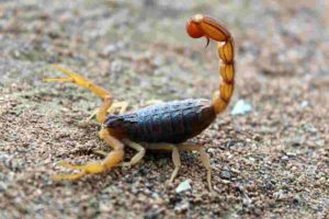 बिच्छू - Scorpion
