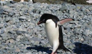 पेंगुइन - Penguin