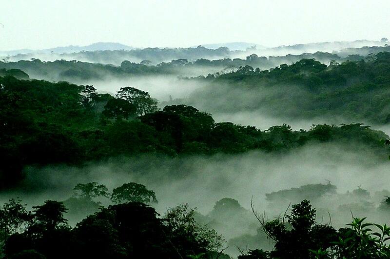 Congo Rainforest
