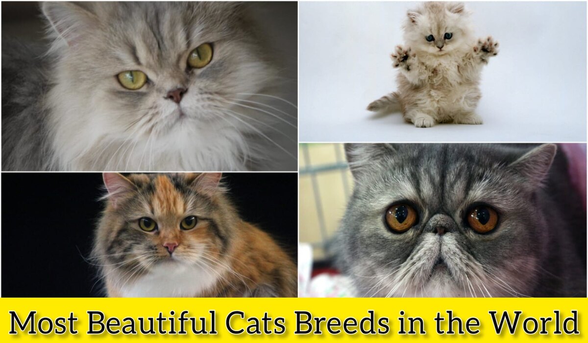 Most Beautiful Cat Breeds