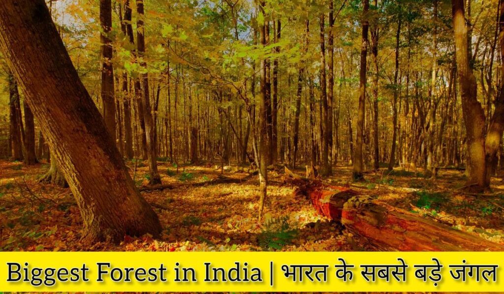 Biggest Forest in India