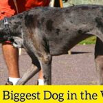Biggest Dog in the World
